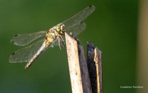 Libellule