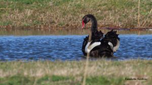 Avifauna