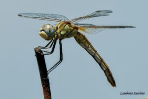 Libellule