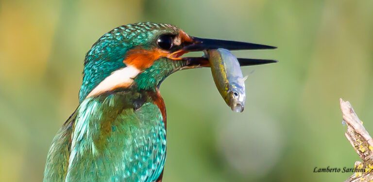 Lamberto sarchini Avifauna 2 ( Album fotografico di LAMBERTO SARCHINI )