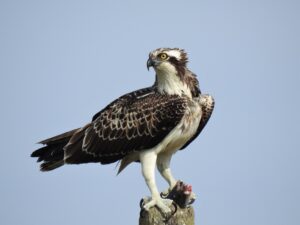 falco pescatore