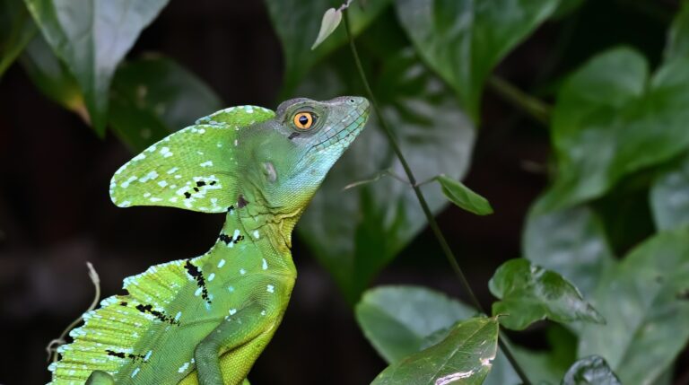 Costa Rica, natura incontaminata (foto di Sandro Argenti)