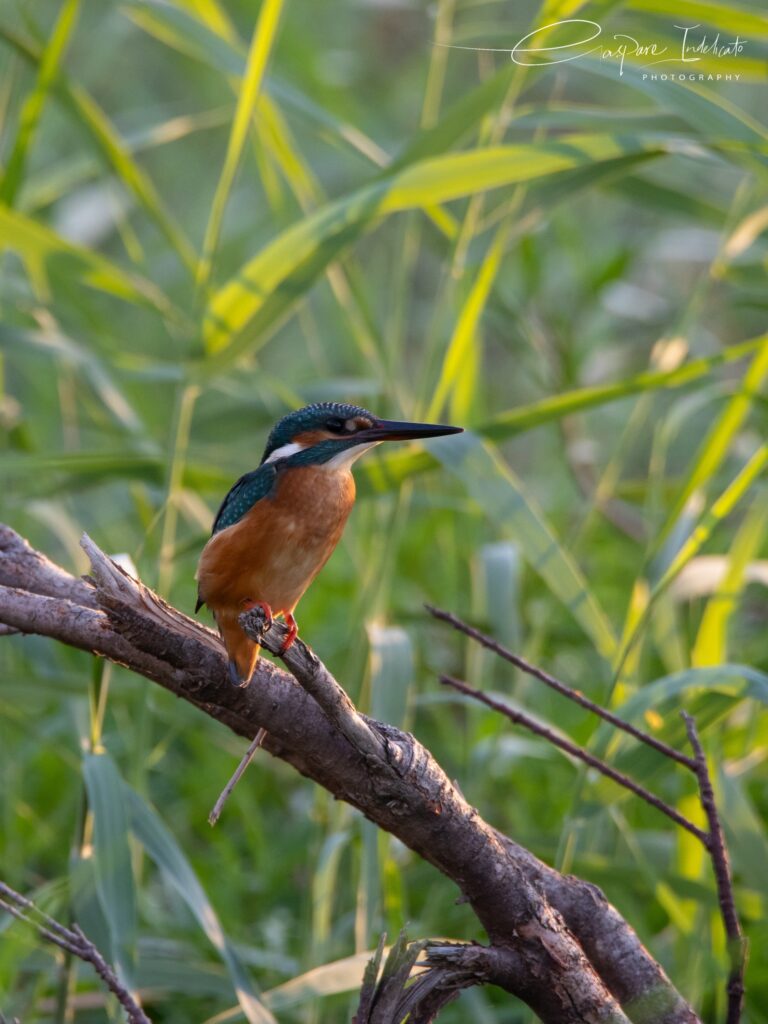 Avifauna e dintorni ( Album fotografico di GASPARE INDELICATO )