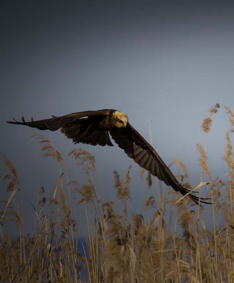 Falco di palude (Foto di Michael Prugnola)