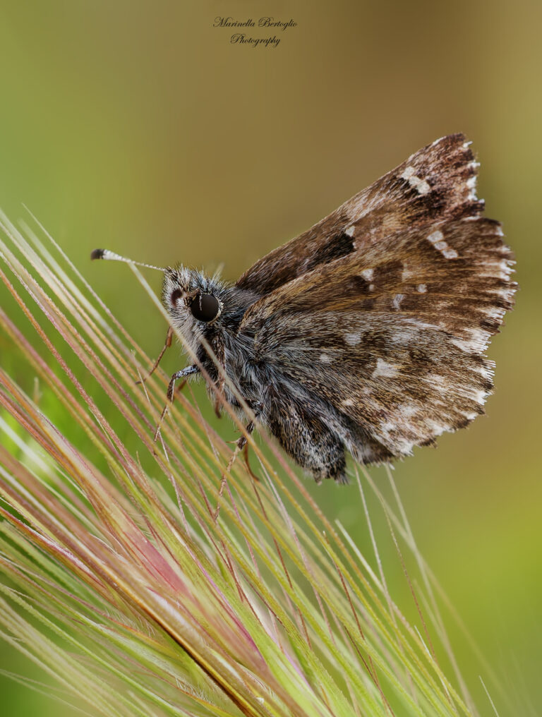 macro (foto di Bertoglio Marinella)