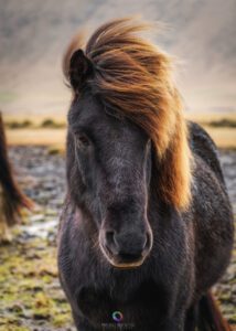 Cavallo Islandese