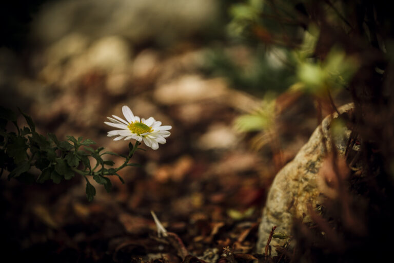 Fiori ( Foto di Gaetano Giunta)