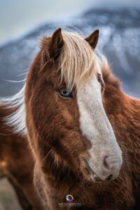 Cavallo Islandese