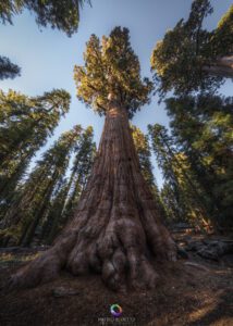 Sequoia