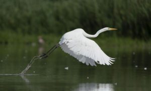 airone bianco maggiore