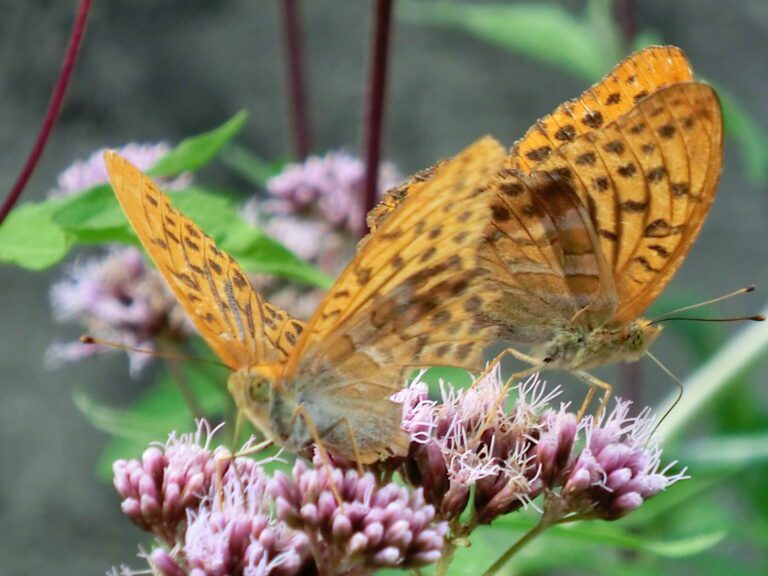 Farfalle (foto di Gabriele Cavallo)