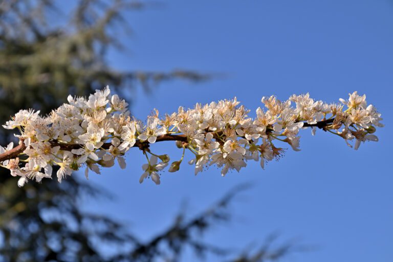 Fiori da piante commestibili (Foto di Marcello)