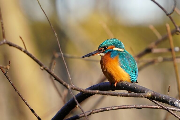 Estonian wild life (foto di Margus Osi)