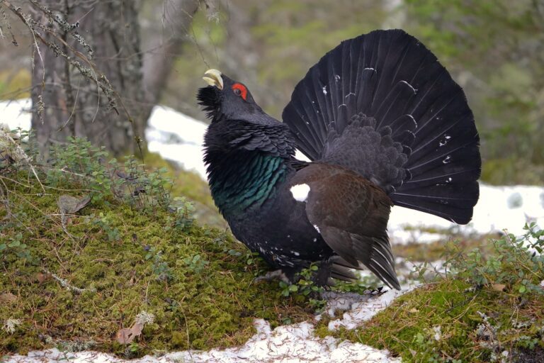 Estonian nature and wildlife ( foto di Margus Osi )