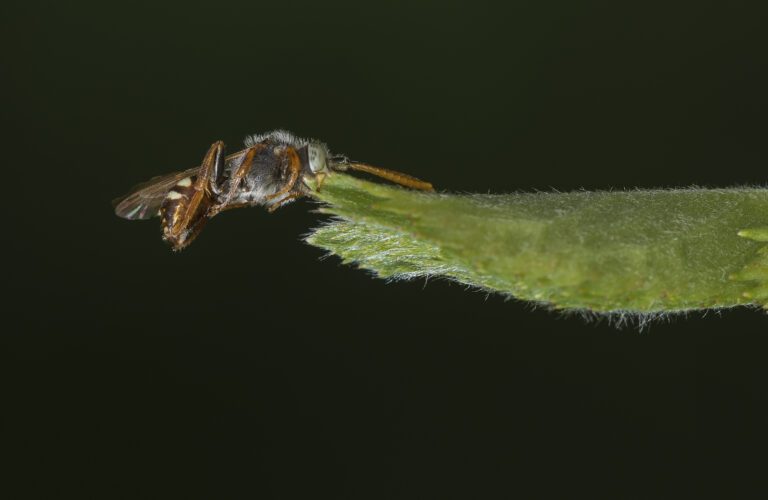 Bellezze nascoste (foto di Zoltán Dr. Dobány)