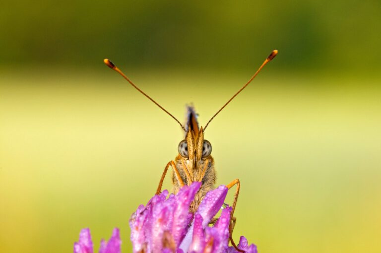 Macro (Foto di Marco Deriu)