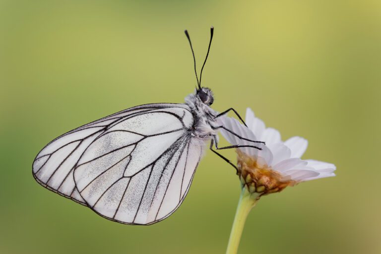 Macro (Foto di Pierluigi Paille)