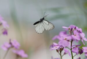 Aporia crataegi