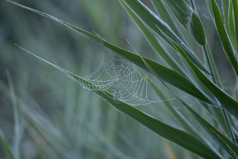 Fotografia naturalistica valle vecchia (foto di Nicholas Ciarla)