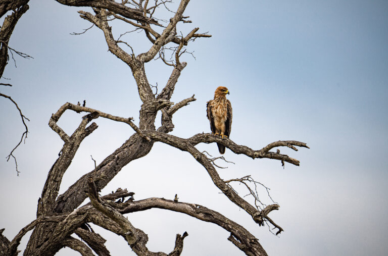 ANIMALI AL KRUGER PARK (Foto Marco Imperato)