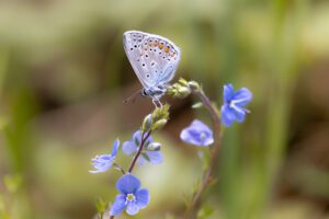 Lycaenidae