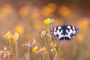 Melanargia galathea