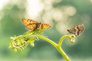 Melitaea