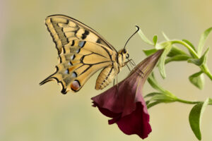 Papilio machaon