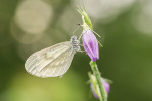 Pieris rapae