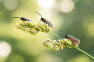Zygaena filipendulae